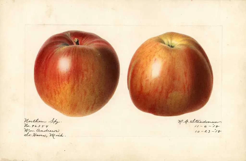 northern spy apples